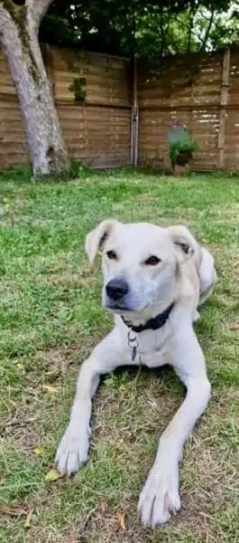 CHITA -sucht ein neues Zuhause-