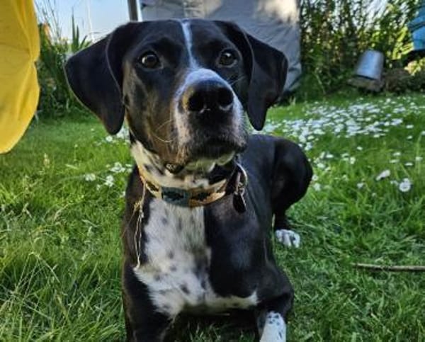 Hagen sucht sportliches Zuhause