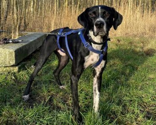 Hagen sucht sportliches Zuhause