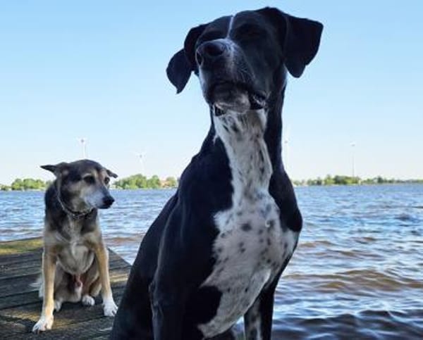 Hagen sucht sportliches Zuhause