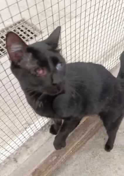 Marzia konnte dem Canile entkommen