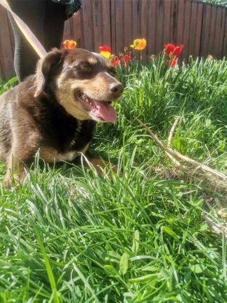 Bambi sucht ihre Menschen