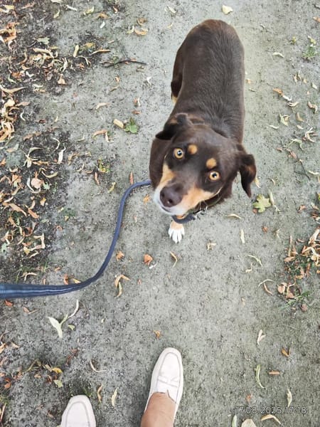 Bambi sucht ihre Menschen