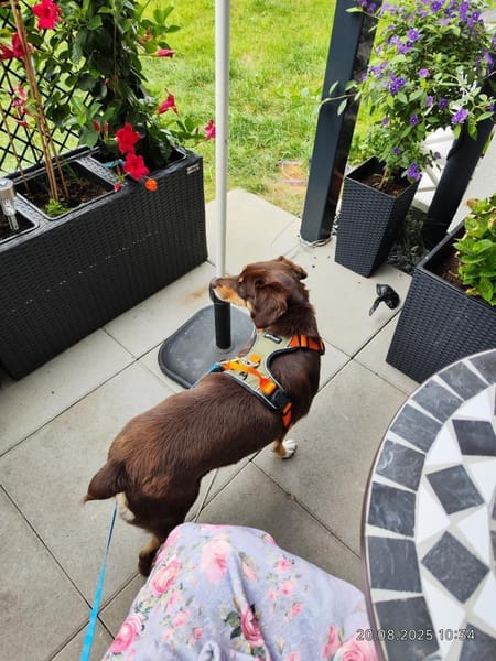 Bambi sucht ihre Menschen