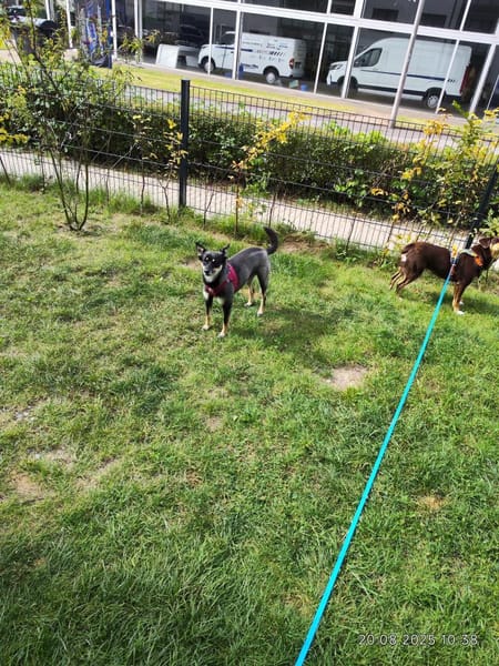 Bambi sucht ihre Menschen