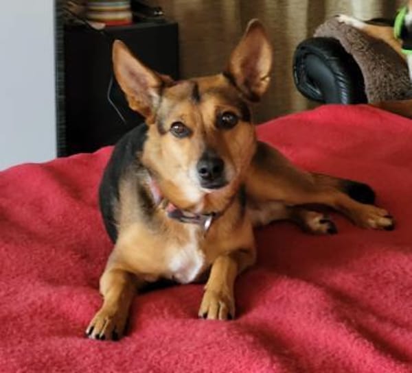 Bolita-interessiert,freundlich,dominant