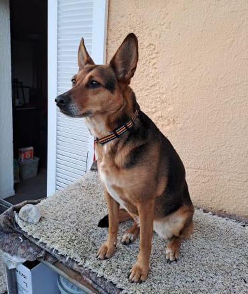 Bolita-interessiert,freundlich,dominant