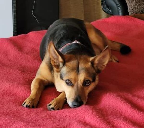 Bolita-interessiert,freundlich,dominant