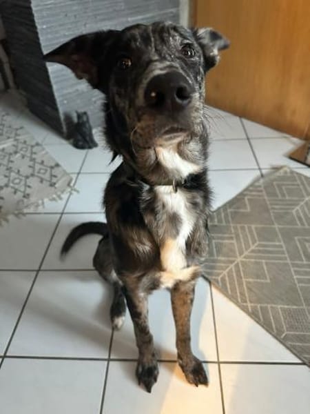 Loki möchte dein Herz erobern