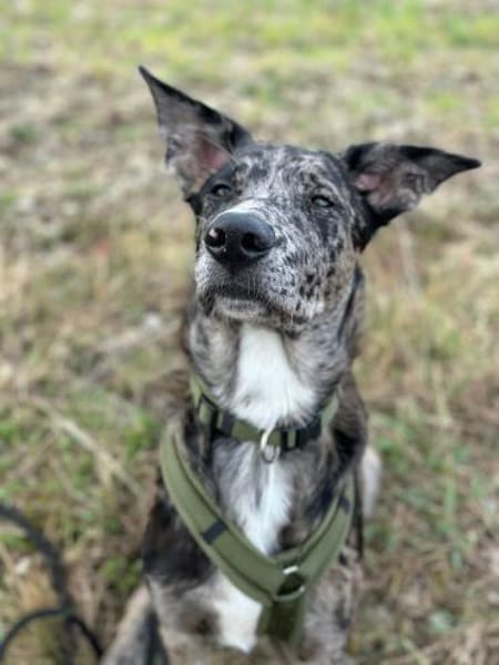 Loki möchte dein Herz erobern