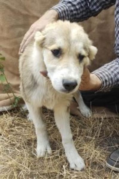 Zara 56 cm (Nov 25) Pflegestelle