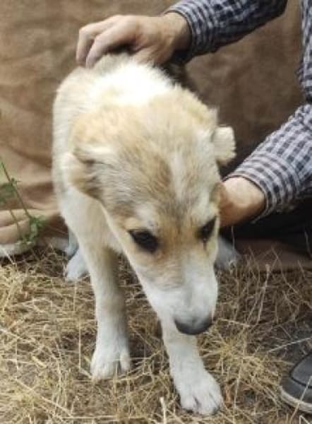 Zara 56 cm (Nov 25) Pflegestelle