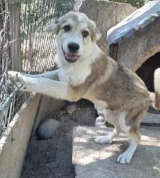 Zara 56 cm (Nov 25) Pflegestelle