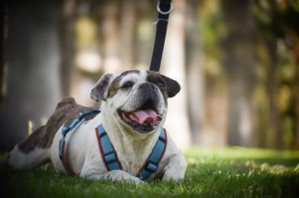 Cuba sucht ihren Sofa-Platz