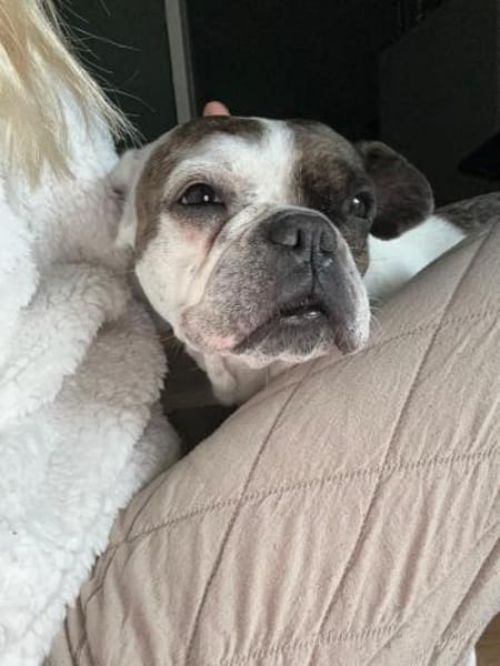 Cuba sucht ihren Sofa-Platz