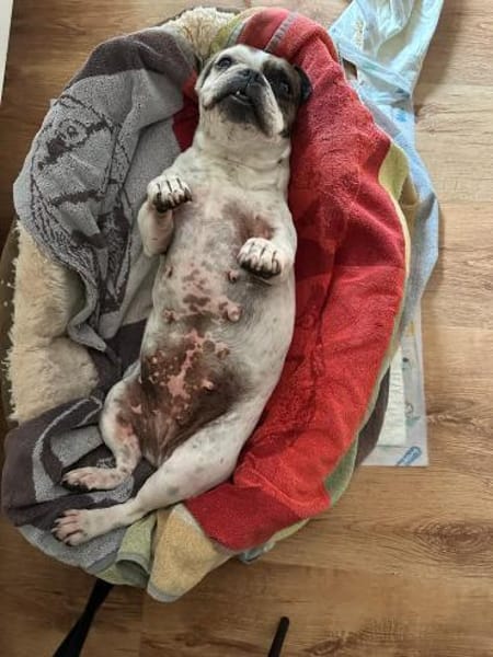 Cuba sucht ihren Sofa-Platz