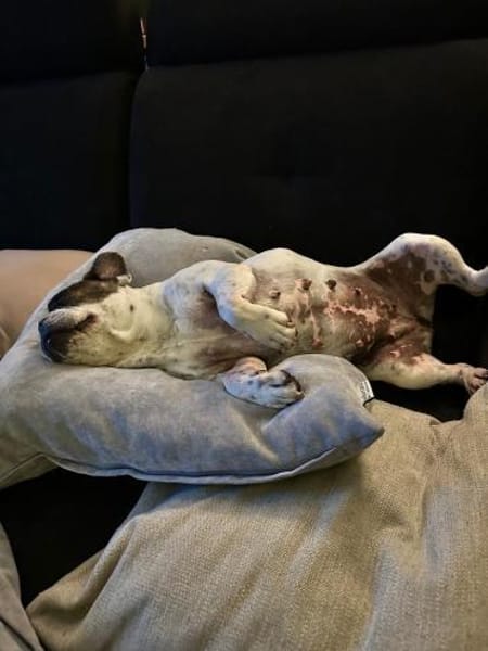 Cuba sucht ihren Sofa-Platz