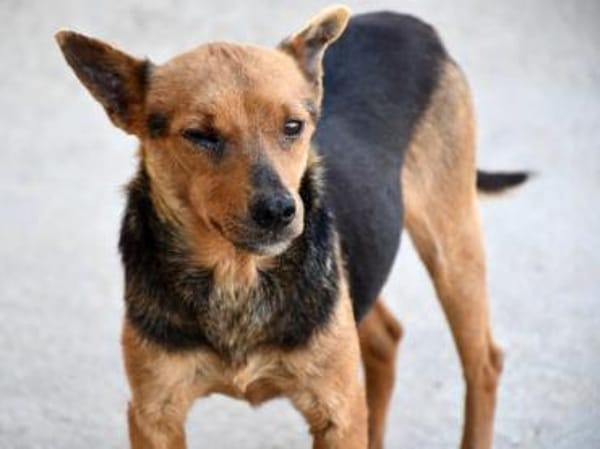 Ghiro wünscht sich glückliches Leben