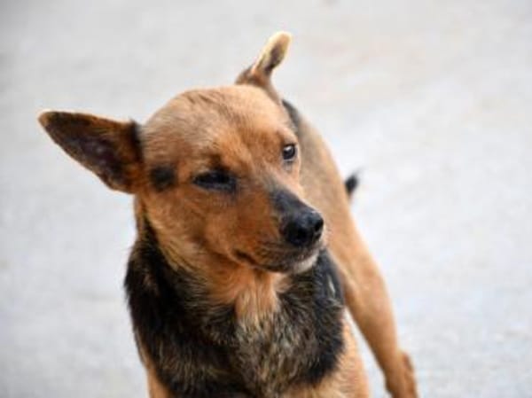 Ghiro wünscht sich glückliches Leben