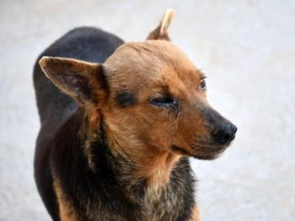 Ghiro wünscht sich glückliches Leben