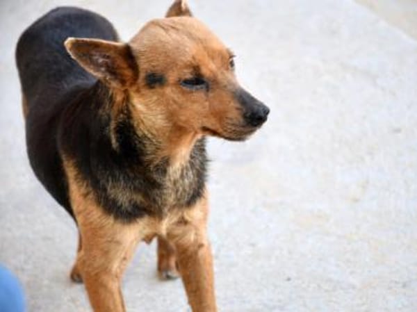 Ghiro wünscht sich glückliches Leben