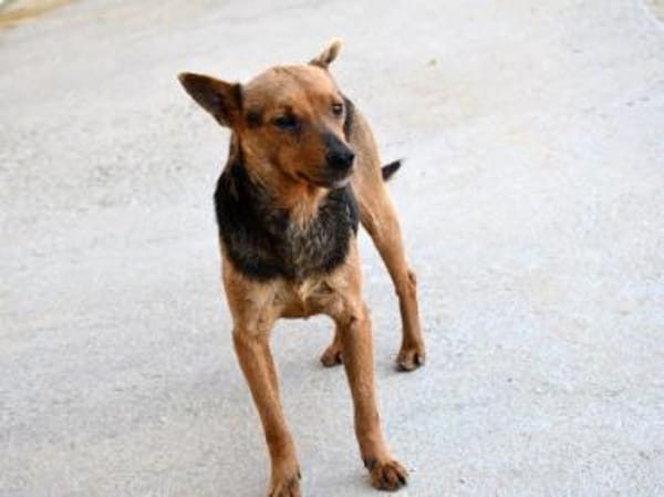 Ghiro wünscht sich glückliches Leben