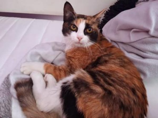 Kleine Schönheit Romanina sucht Zuhause