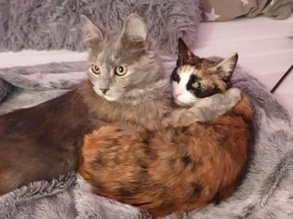 Kleine Schönheit Romanina sucht Zuhause