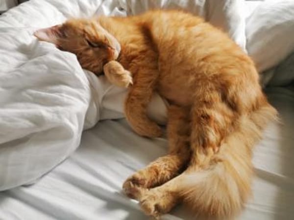 Wer gibt freundlichem Pepsi ein Zuhause?