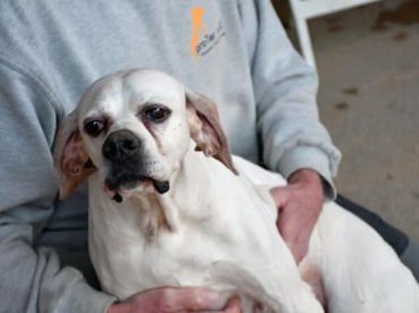 Amarena hat etwas Glück verdient