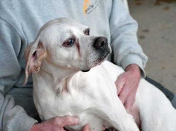 Amarena hat etwas Glück verdient