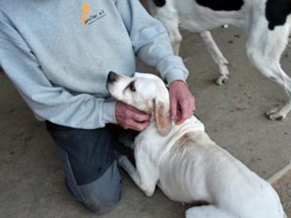 Amarena hat etwas Glück verdient