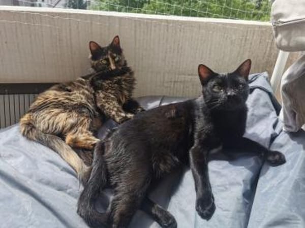 Palermo & Terni Zuhause gesucht!