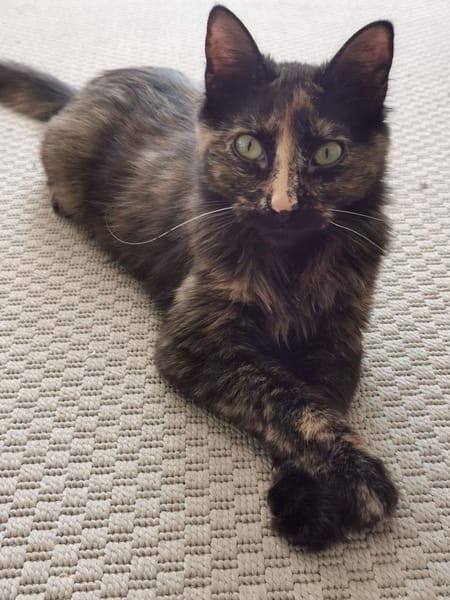 Palermo & Terni Zuhause gesucht!