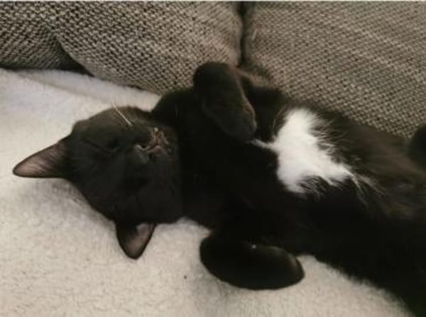 Palermo & Terni Zuhause gesucht!