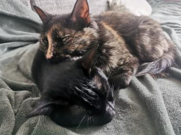 Palermo & Terni Zuhause gesucht!