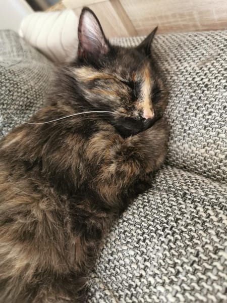 Palermo & Terni Zuhause gesucht!