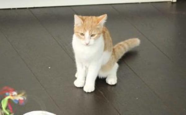 Maui sucht seine Familie