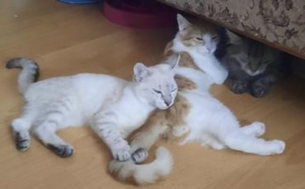 Maui sucht seine Familie