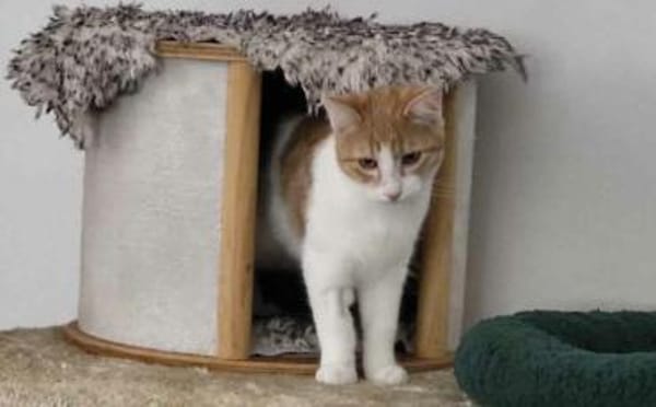 Maui sucht seine Familie