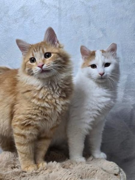 BARON&PRINCE - Zusammen durchs Leben!