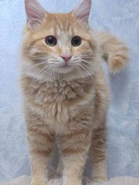 BARON&PRINCE - Zusammen durchs Leben!