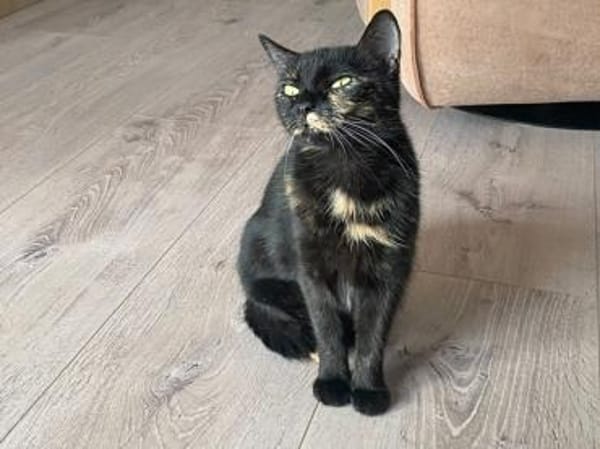 Verschmuste Bonnie sucht ihr Zuhause