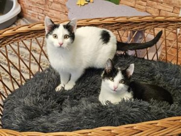 BEN&EMIL - zwei entzückende Kater!