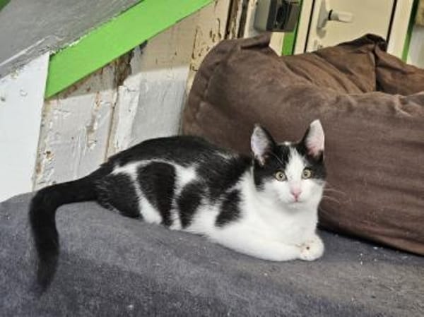 BEN&EMIL - zwei entzückende Kater!