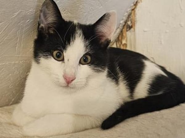 BEN&EMIL - zwei entzückende Kater!