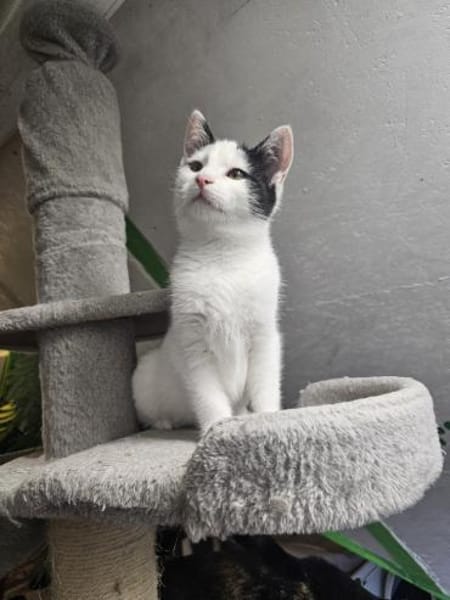 BEN&EMIL - zwei entzückende Kater!