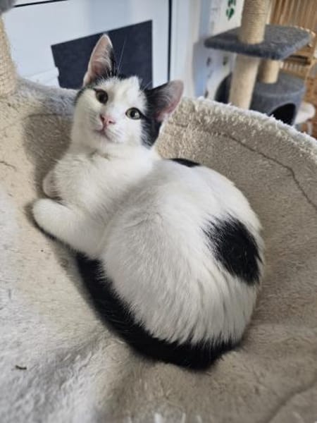 BEN&EMIL - zwei entzückende Kater!