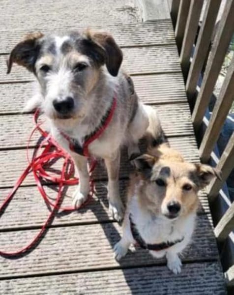 Holli &Pepper in 29683 Bad Fallingbostel