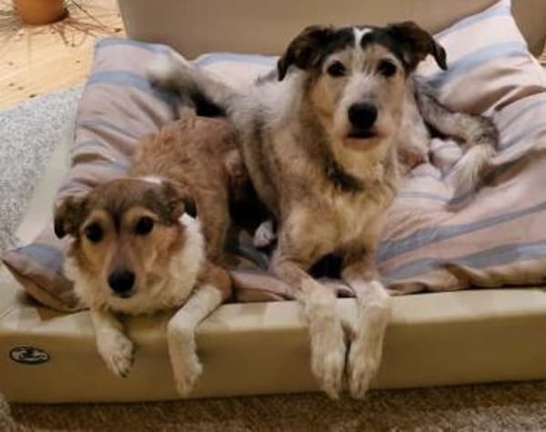 Holli &Pepper in 29683 Bad Fallingbostel